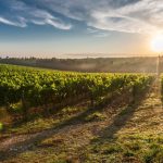 découvrez l'univers fascinant du vin, ses différents cépages, terroirs et techniques de dégustation. plongez dans l'art de l'œnologie et apprenez à apprécier les subtilités de chaque gorgée.