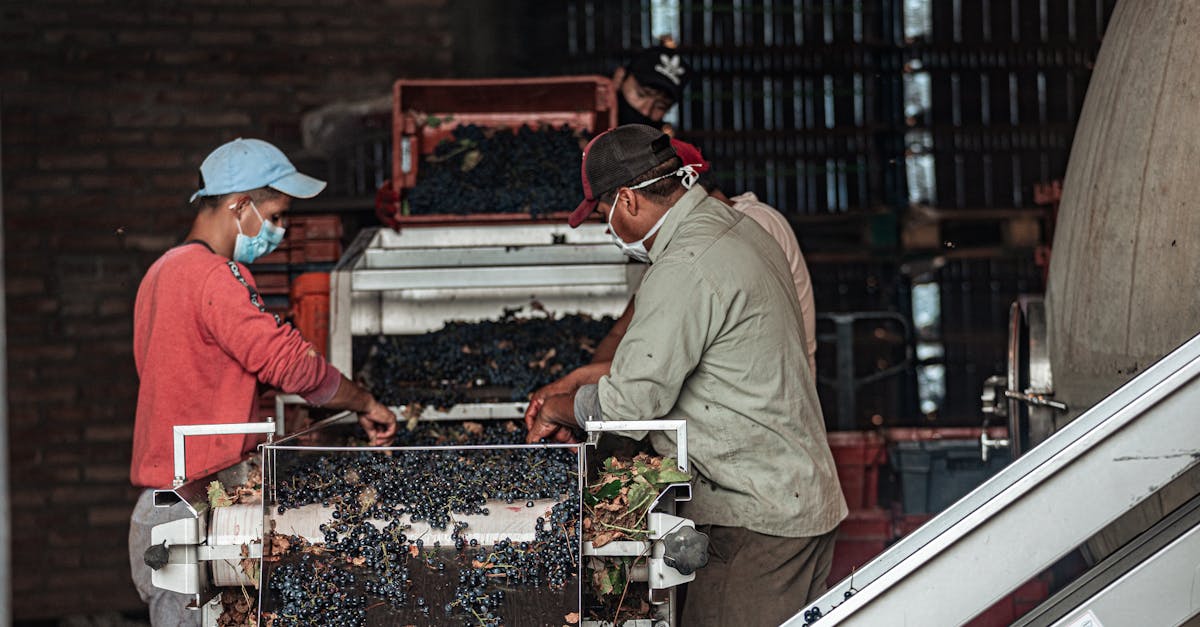 découvrez les secrets de la production de vin, de la vigne à la bouteille. apprenez les techniques de vinification, les cépages et les régions viticoles. explorez les étapes cruciales pour créer des vins d'exception.