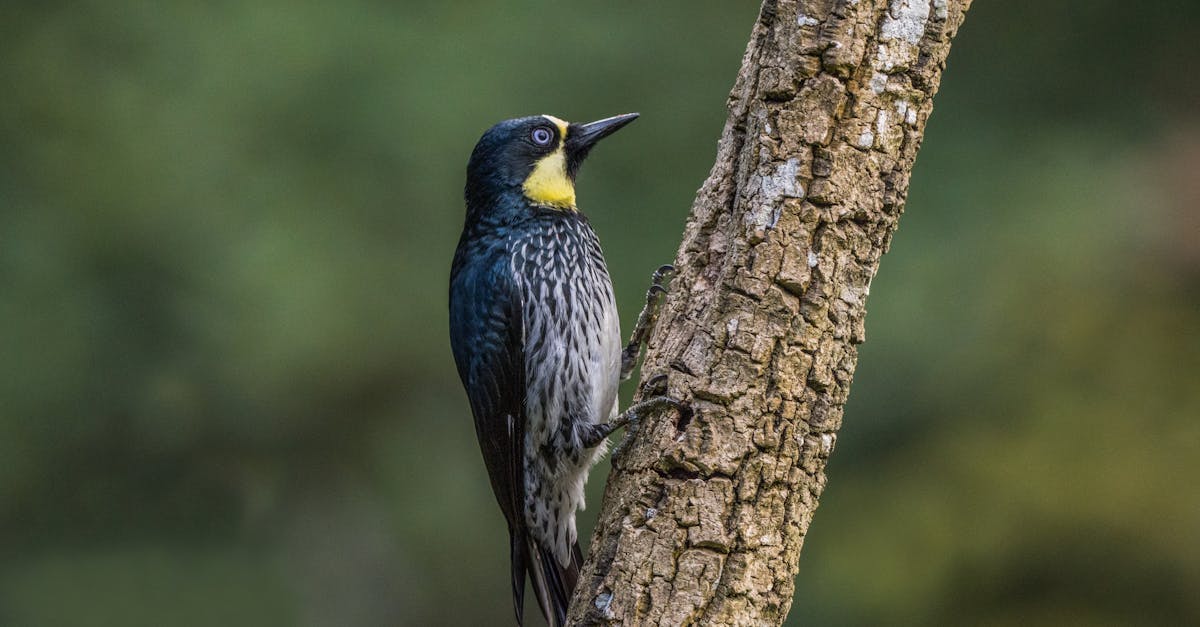 découvrez l'influenza aviaire, une maladie virale qui affecte les oiseaux et peut avoir des impacts significatifs sur la santé animale et l'industrie avicole. informez-vous sur les symptômes, les modes de transmission et les mesures de prévention pour protéger les volailles et la santé publique.