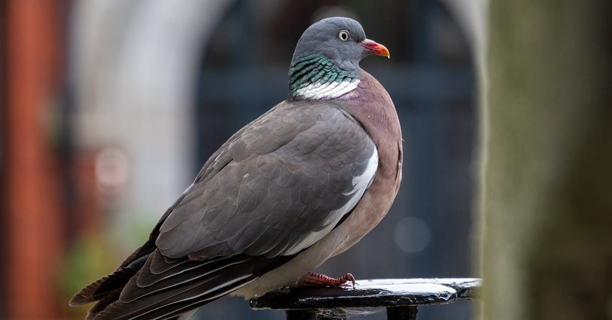 découvrez tout sur l'influenza aviaire, ses causes, ses symptômes et son impact sur la santé aviaire ainsi que sur l'industrie avicole. restez informé sur les mesures préventives et les avancées scientifiques liées à cette maladie.