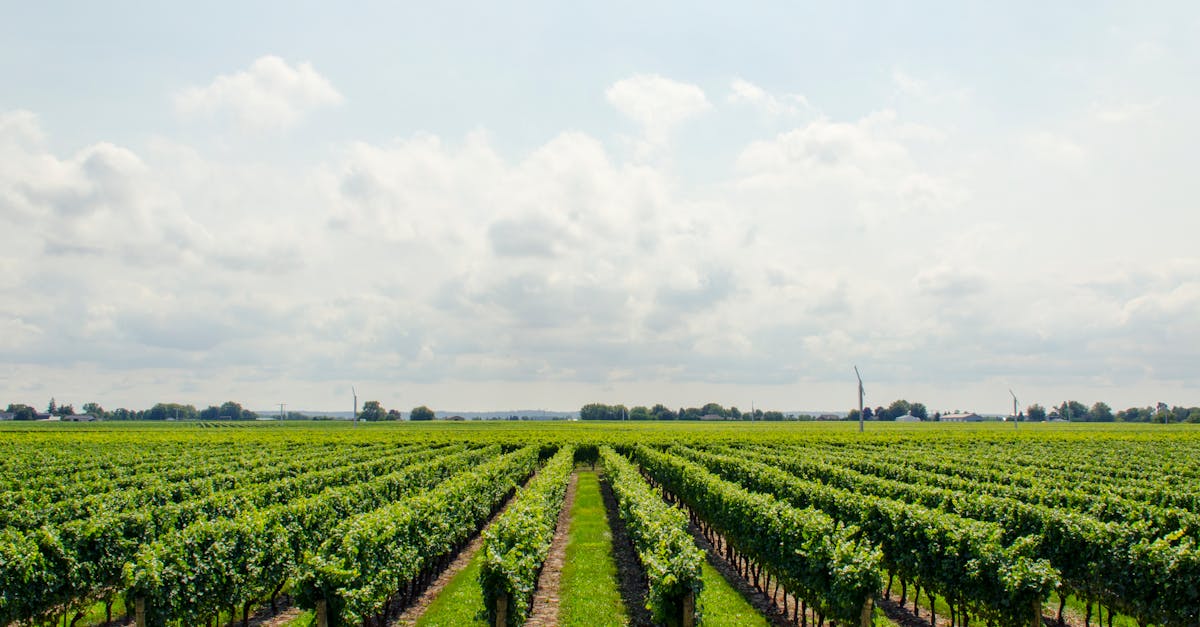 découvrez l'univers fascinant du vin : d'un voyage à travers les régions viticoles aux secrets des accords mets et vins, explorez la culture, les cépages et les techniques de vinification qui font du vin une passion intemporelle.