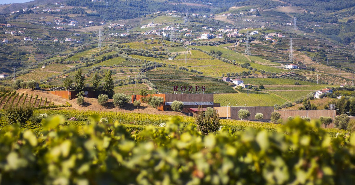 découvrez le monde fascinant de la production de vin, de la culture des vignes à l'élaboration des bouteilles raffinées. explorez les techniques traditionnelles et modernes qui font de chaque vin une œuvre d'art unique, tout en révélant les secrets des cépages et des terroirs.