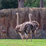 découvrez tout sur l'influenza aviaire : causes, symptômes, transmission et impacts sur la santé animale et humaine. informez-vous sur les mesures de prévention et les dernières recherches sur cette maladie aviaire préoccupante.