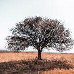 découvrez les objectifs climatiques ambitieux visant à réduire les émissions de carbone, préserver la biodiversité et promouvoir un développement durable. engagez-vous pour un avenir responsable et respectueux de l'environnement.