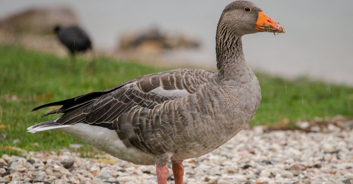 découvrez tout sur la grippe aviaire, ses impacts sur la santé des oiseaux, les risques pour l'homme, ainsi que les mesures de prévention et de contrôle mises en place pour lutter contre cette maladie transmissible.