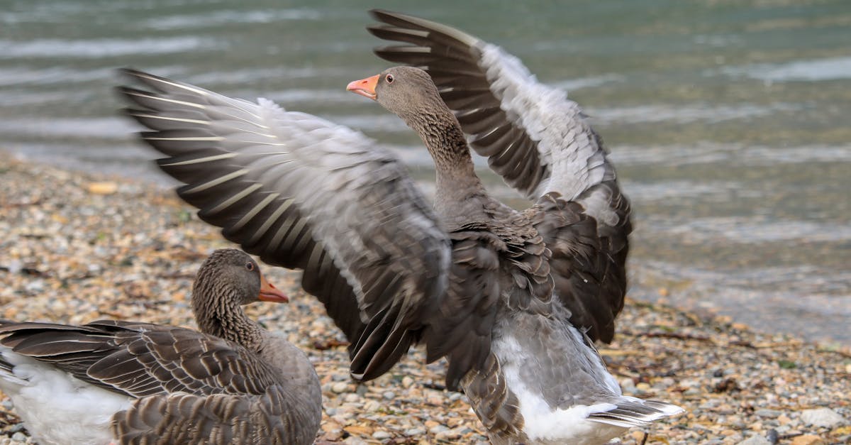 découvrez tout sur l'influenza aviaire, une maladie virale affectant principalement les oiseaux, mais qui peut également impacter la santé humaine et l'industrie avicole. informez-vous sur les symptômes, la prévention et l'impact de cette maladie sur l'écosystème et l'économie.