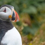 découvrez tout ce qu'il faut savoir sur l'influenza aviaire, ses causes, ses symptômes et son impact sur la santé publique et l'élevage. informez-vous sur la prévention et les traitements disponibles pour lutter contre cette maladie aviaire potentiellement dangereuse.