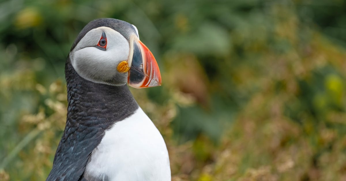 découvrez tout ce qu'il faut savoir sur l'influenza aviaire, ses causes, ses symptômes et son impact sur la santé publique et l'élevage. informez-vous sur la prévention et les traitements disponibles pour lutter contre cette maladie aviaire potentiellement dangereuse.