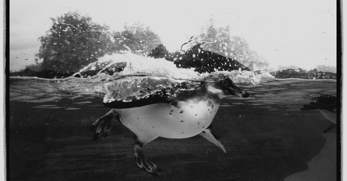 découvrez l'influenza aviaire, une maladie virale touchant les oiseaux, ses impacts sur la santé animale et publique, ainsi que les mesures de prévention et de contrôle mises en place pour protéger les volailles et réduire les risques pour l'homme.