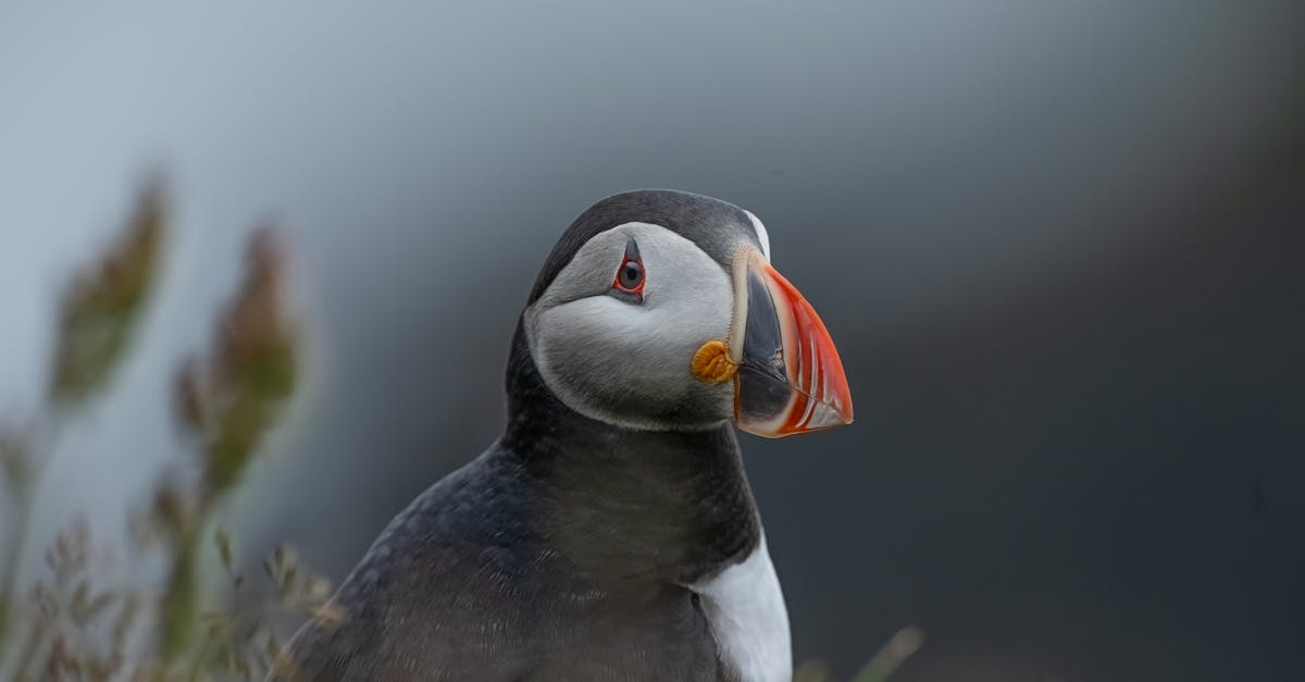 découvrez tout ce qu'il faut savoir sur la grippe aviaire : symptômes, transmission, prévention et impact sur la santé animale et humaine. restez informé pour mieux comprendre cette maladie infectieuse qui affecte les oiseaux et peut avoir des conséquences sur l'industrie avicole.