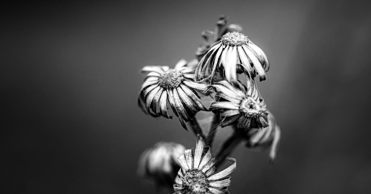 découvrez les mystères des âges sombres, une période fascinante de l'histoire marquée par des transformations culturelles, des conflits et une résilience exceptionnelle. plongez dans l'univers des dark ages, où les légendes prennent vie et l'héritage du passé façonne notre présent.