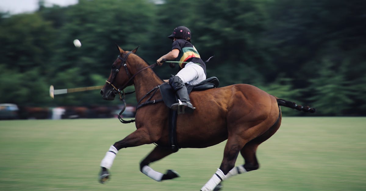 découvrez l'univers passionnant des courses de chevaux, où l'adrénaline, la stratégie et l'élégance se rencontrent. suivez les derniers événements, analysez les performances des chevaux et plongez dans cette tradition sportive captivante.