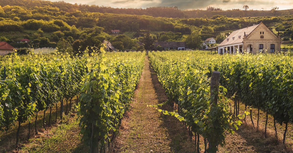 découvrez l'univers des vignobles : explorez les cépages, les techniques de viticulture, et savourez les richesses des terroirs à travers des visites immersives et des dégustations de vins d'exception.