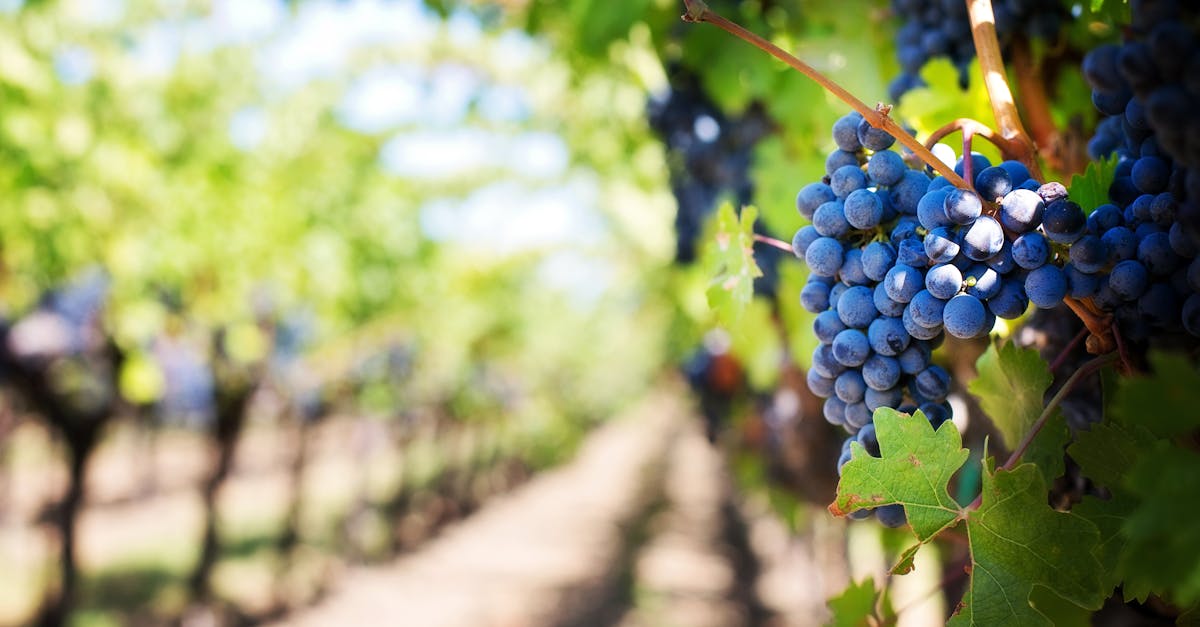 découvrez l'univers fascinant des vignobles, où la culture de la vigne rencontre l'art de la vinification. explorez les différentes variétés de raisins, les techniques de culture et les terroirs uniques qui donnent naissance à des vins d'exception.