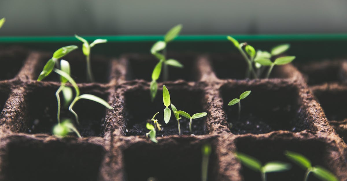 découvrez les stratégies essentielles pour favoriser la croissance personnelle et professionnelle. apprenez à surmonter les obstacles, à développer vos compétences et à maximiser votre potentiel grâce à des conseils pratiques et des ressources inspirantes.