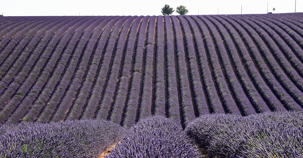 découvrez les initiatives françaises innovantes qui façonnent l'avenir, mettant en avant la culture, l'économie, et l'environnement. explorez des projets inspirants et des actions concrètes qui font bouger la france.