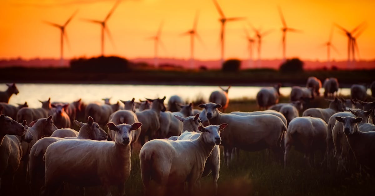 découvrez comment la protection du climat est essentielle pour préserver notre planète et améliorer notre qualité de vie. explorez des stratégies efficaces, des initiatives innovantes et des actions que chacun peut entreprendre pour combattre le changement climatique et garantir un avenir durable.