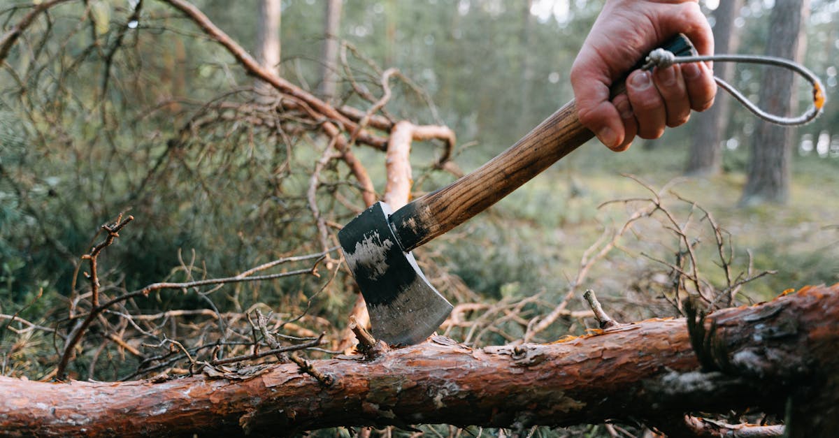 découvrez les meilleures pratiques de gestion forestière pour préserver nos forêts, optimiser la biodiversité et favoriser un équilibre durable entre l'exploitation et la conservation des ressources naturelles.