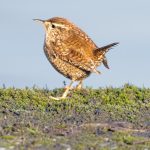 découvrez les réacteurs modulaires petits (small modular reactors), une solution innovante et flexible pour la production d'énergie nucléaire. ces réacteurs, conçus pour être plus sûrs et plus efficaces, offrent une alternative prometteuse pour répondre aux besoins énergétiques tout en minimisant l'impact environnemental.