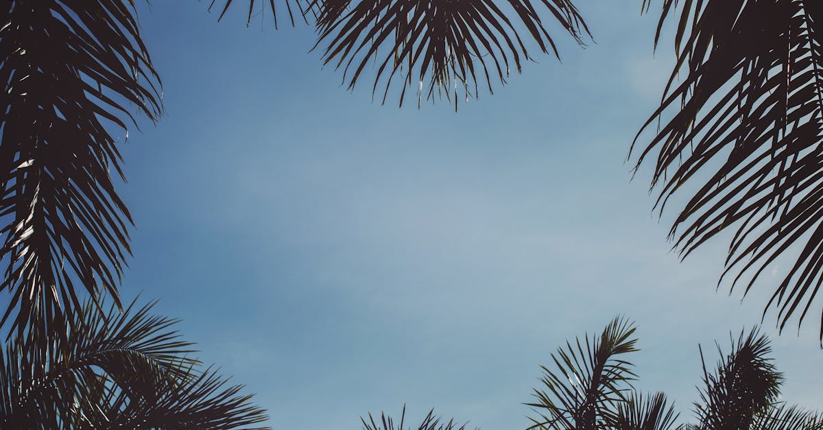 découvrez comment atteindre la neutralité climatique grâce à des stratégies durables et des actions concrètes. explorez les initiatives et les innovations qui contribuent à un avenir respectueux de l'environnement.