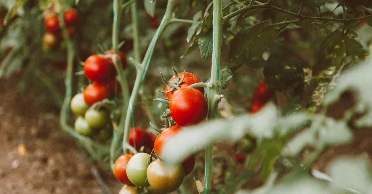 découvrez tout ce qu'il faut savoir sur les pesticides, leur utilisation, leurs impacts sur l'environnement et la santé, ainsi que les alternatives écologiques pour une agriculture durable.