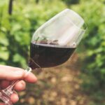 découvrez les producteurs de vin français, artisans passionnés qui perpétuent un savoir-faire unique. explorez leur offre variée, des vins raffinés aux crus prestigieux, et plongez dans l'univers riche et subtil des terroirs de france.
