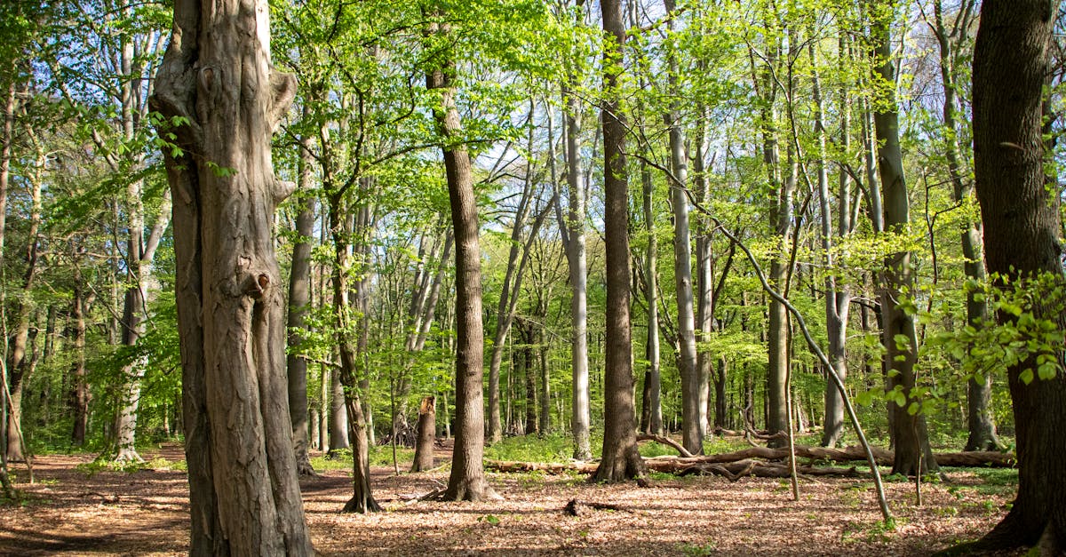 découvrez comment la réindustrialisation verte redéfinit l'avenir de l'industrie en intégrant des pratiques durables et respectueuses de l'environnement. explorez les innovations technologiques et les stratégies visant à réduire l'empreinte carbone tout en revitalisant les économies locales.