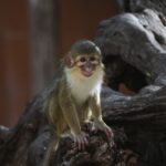 découvrez les terres rares, ces éléments essentiels aux technologies modernes. apprenez comment ils sont extraits, leurs applications variées et leur impact sur l'économie mondiale.