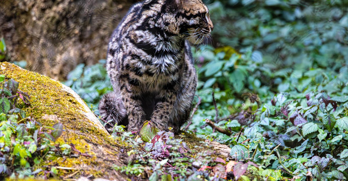 découvrez l'univers fascinant des terres rares, des éléments essentiels pour la technologie moderne. apprenez comment ces ressources rares sont utilisées dans les appareils électroniques, les énergies renouvelables et bien plus encore. explorez leur impact sur l'économie et l'environnement.