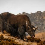 découvrez les merveilles de l'everest, le sommet du monde. plongez dans l'univers fascinant de l'alpinisme, admirez des paysages à couper le souffle et explorez les cultures des régions environnantes. préparez votre aventure d'une vie sur le toit de la terre.