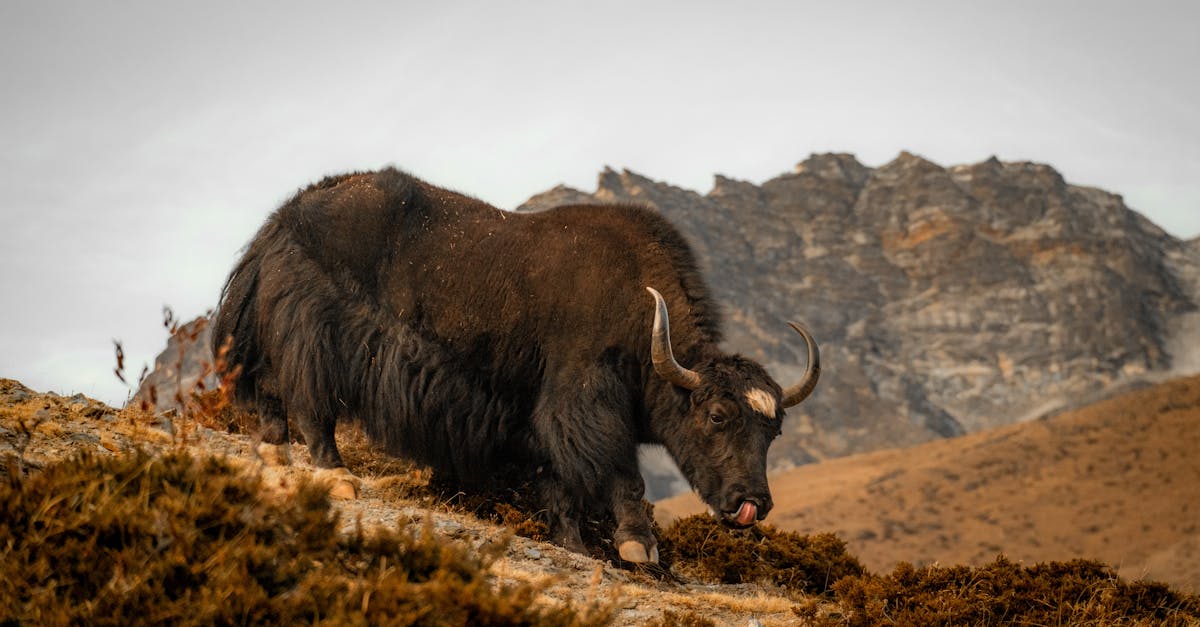 découvrez les merveilles de l'everest, le sommet du monde. plongez dans l'univers fascinant de l'alpinisme, admirez des paysages à couper le souffle et explorez les cultures des régions environnantes. préparez votre aventure d'une vie sur le toit de la terre.
