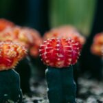 découvrez comment la croissance basée sur la peur peut influencer vos décisions et transformer votre vie. explorez des stratégies pour surmonter la peur et utiliser cette émotion comme un moteur de développement personnel et professionnel.