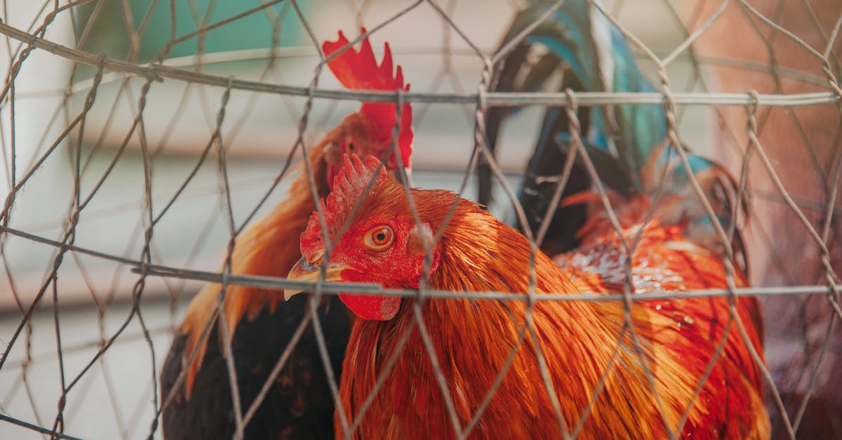 découvrez l'univers des poules en cage : élevez vos volailles avec soin et respect tout en apprenant sur leur habitat, leur alimentation et les meilleures pratiques pour garantir leur bien-être.