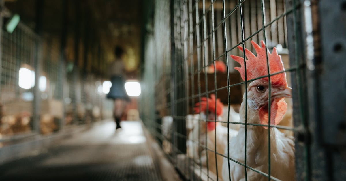 découvrez tout ce qu'il faut savoir sur les cages pour poules pondeuses : bien-être animal, réglementation, avantages et inconvénients. informez-vous sur les meilleures pratiques d'élevage et les alternatives plus éthiques pour des œufs de qualité.