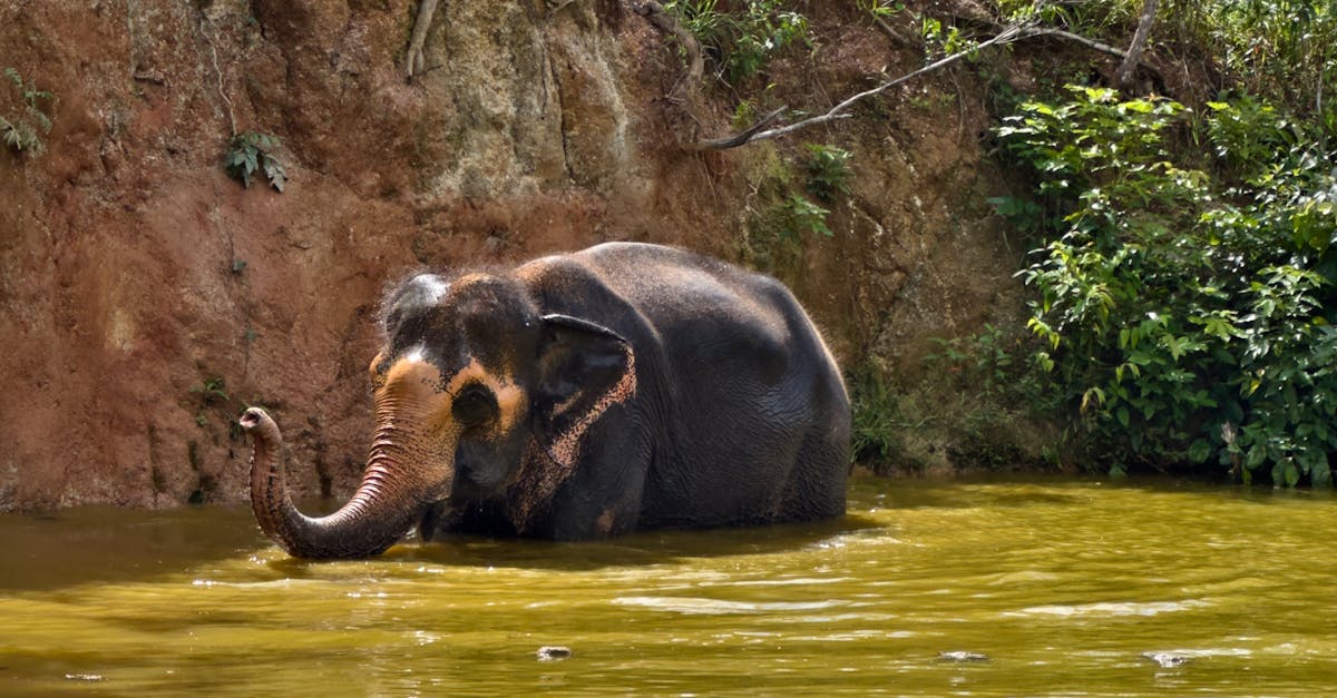 découvrez des stratégies innovantes et des conseils pratiques pour économiser l'eau au quotidien. apprenez l'importance de la conservation de l'eau pour notre planète et comment chaque geste compte pour préserver cette ressource précieuse.