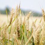 découvrez l'univers de l'agriculture, une activité essentielle pour nourrir la population mondiale. explorez les différentes techniques, innovations, et pratiques durables qui façonnent l'avenir de l'agriculture, tout en respectant l'environnement et en soutenant les communautés rurales.