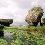 découvrez les algues vertes, un phénomène naturel fascinant aux multiples bienfaits. comprenez leur rôle essentiel dans les écosystèmes aquatiques, leurs applications en santé et en agriculture, et apprenez comment les algues vertes contribuent à l'environnement.