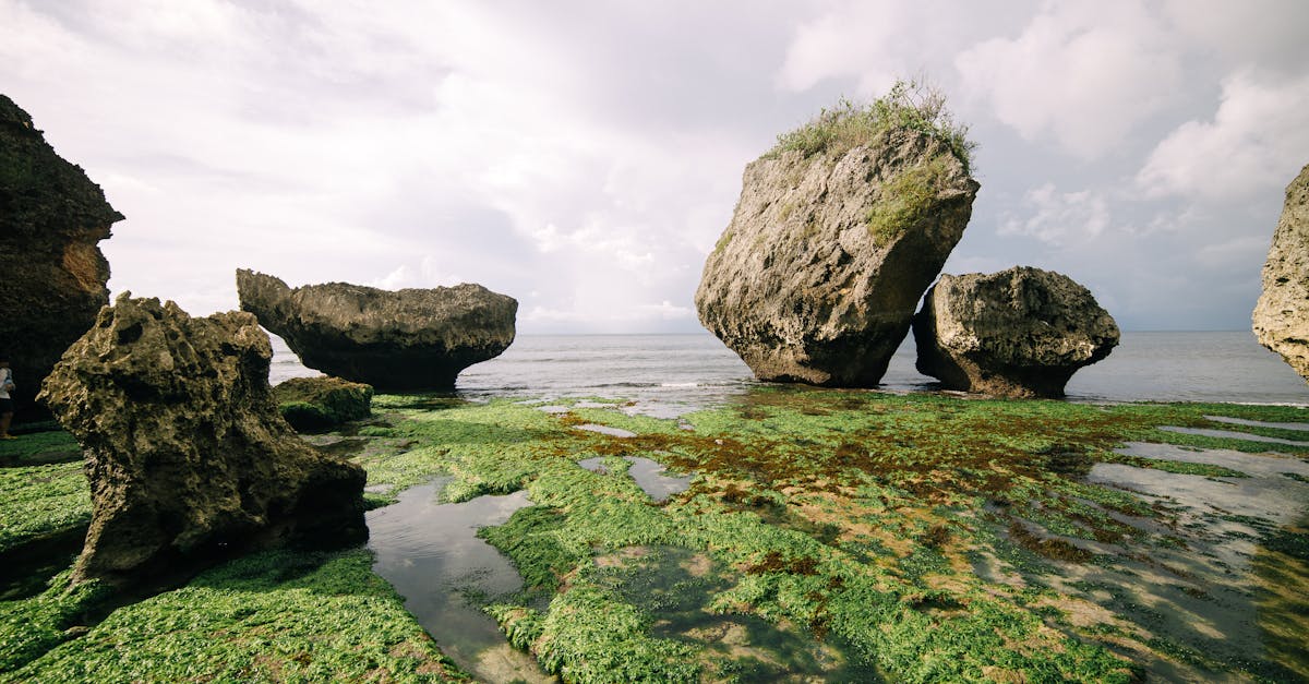 découvrez les algues vertes, un phénomène naturel fascinant aux multiples bienfaits. comprenez leur rôle essentiel dans les écosystèmes aquatiques, leurs applications en santé et en agriculture, et apprenez comment les algues vertes contribuent à l'environnement.