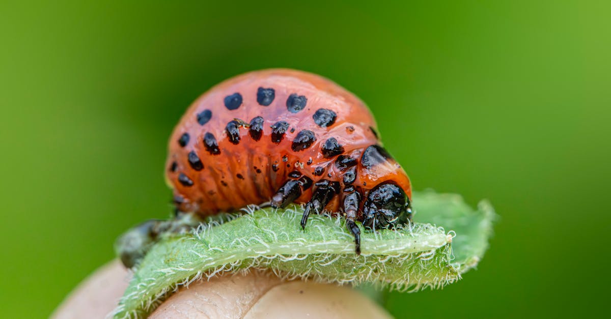 découvrez tout sur les insecticides : types, utilisations, conseils pour choisir et appliquer efficacement ces produits afin de protéger votre maison et votre jardin contre les insectes nuisibles.