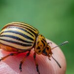 découvrez tout ce qu'il faut savoir sur les insecticides : types, usages, conseils d'application et précautions pour protéger votre maison et votre jardin efficacement contre les insectes.