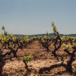 découvrez l'industrie du vin : actualités, tendances, processus de fabrication, principaux acteurs et innovations qui façonnent le monde viticole en france et à l'international.