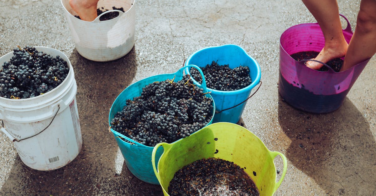 découvrez l'industrie du vin : actualités, processus de production, tendances du marché et innovations qui façonnent le monde viticole aujourd'hui.