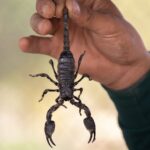 découvrez les tendances, analyses et prévisions du marché de la lutte antiparasitaire. explorez la croissance, les innovations et les principaux acteurs du secteur pest control pour optimiser votre stratégie commerciale.