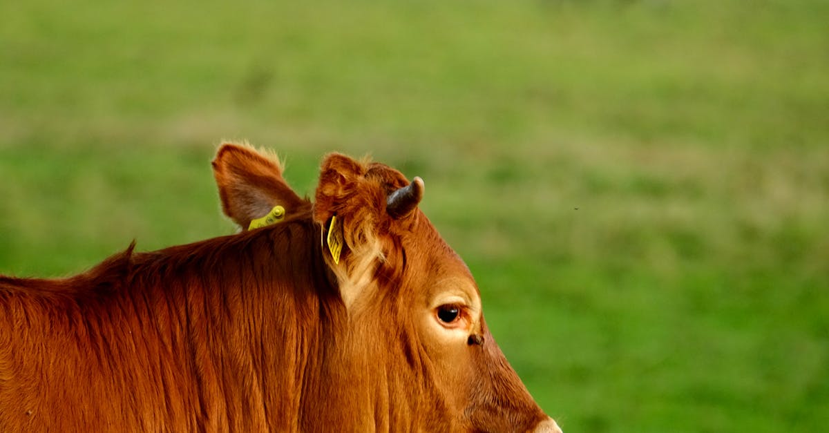 découvrez tout sur le bovin : informations essentielles, élevage, caractéristiques, alimentation et conseils pour mieux comprendre ces animaux incontournables de l’agriculture.