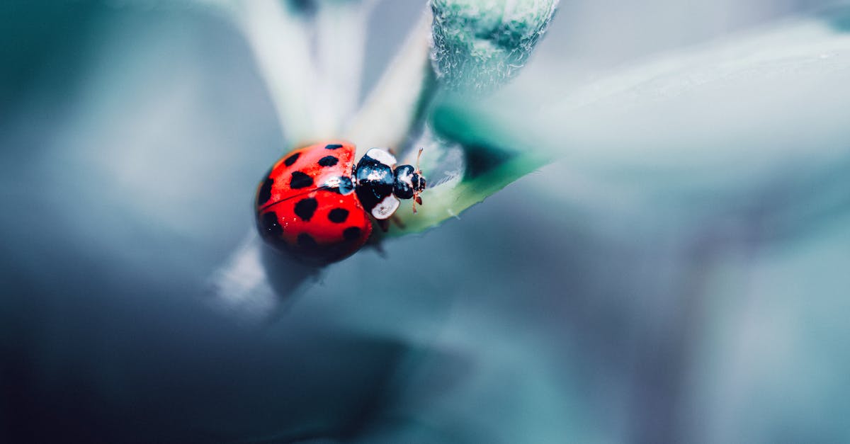 découvrez la signification du terme 'decline', ses utilisations en français et en anglais, ainsi que des exemples concrets pour mieux comprendre ce mot essentiel dans différents contextes.