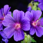 découvrez tout sur le germanium : propriétés, utilisations, avantages et applications de cet élément chimique rare dans l'industrie électronique, la santé et les technologies de pointe.