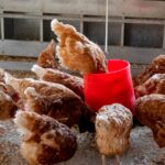 découvrez tout sur la volaille : espèces, élevage, bienfaits nutritionnels et conseils pour cuisiner poulet, dinde, canard et autres oiseaux domestiques.