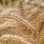 découvrez tout sur le blé : son histoire, ses variétés, ses bienfaits nutritionnels et ses utilisations dans l'alimentation quotidienne. apprenez pourquoi le blé est l'une des céréales les plus importantes au monde.