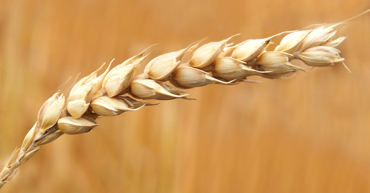 découvrez tout sur le blé : son histoire, ses utilisations culinaires, ses bienfaits nutritionnels et son importance dans l'alimentation à travers le monde. informations essentielles sur le blé pour enrichir vos connaissances.
