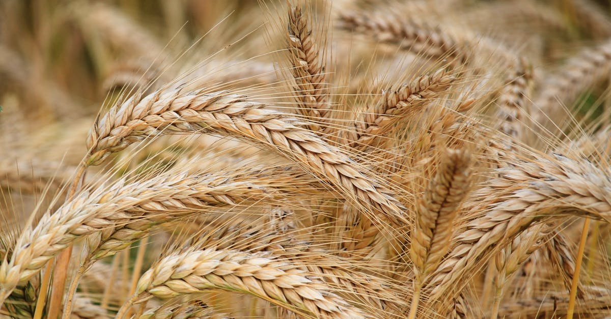 découvrez tout sur le blé : son histoire, ses variétés, ses bienfaits nutritionnels et ses utilisations dans l'alimentation quotidienne. apprenez pourquoi le blé est l'une des céréales les plus importantes au monde.